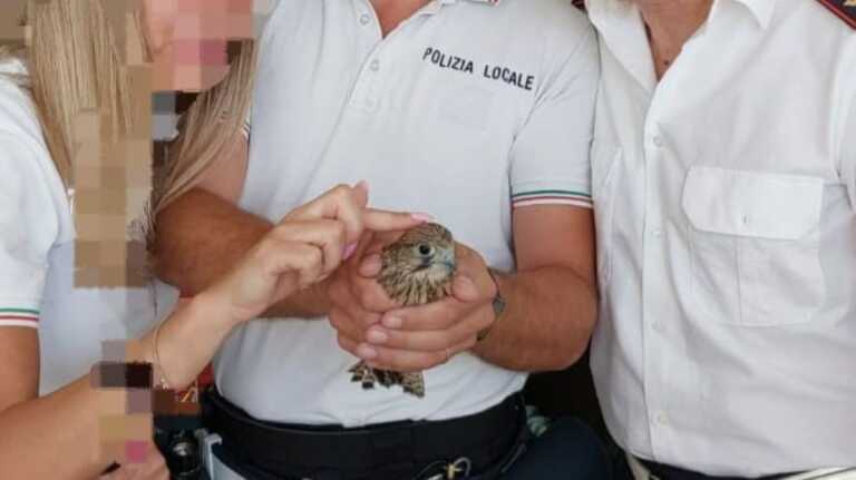 Falchetto in difficoltà salvato al quartiere San Paolo: soccorso e affidato al Centro faunistico di Bitetto