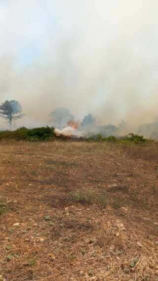Galleria foto 'Incendi dal Gargano al Salento: in fumo diversi ettari di macchia mediterranea. Fiamme anche a Bari- VIDEO' - foto 3
