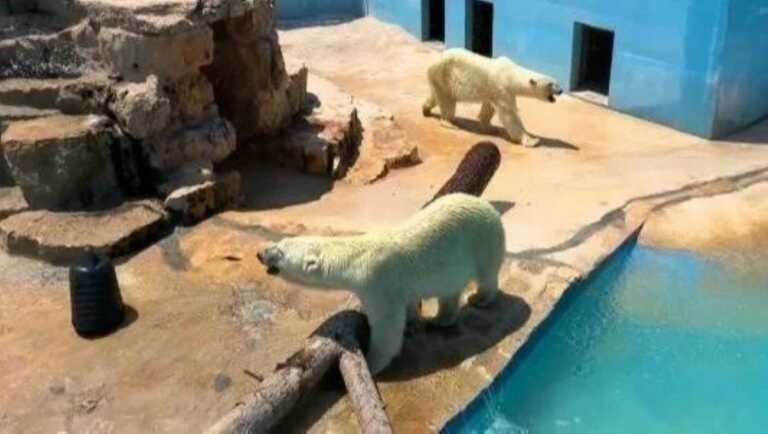 Fa troppo caldo, l’appello degli animalisti: «Liberate le orse polari dello Zoosafari di Fasano»