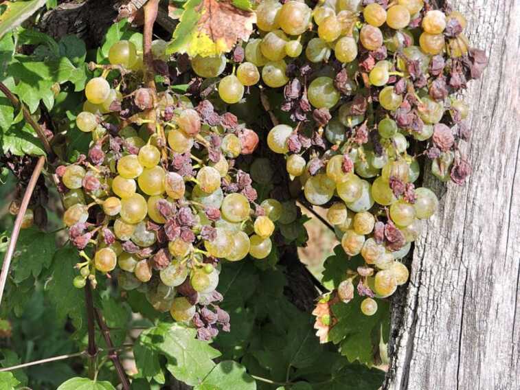 La peronospora è la Xylella dei vigneti: gli agricoltori chiedono interventi urgenti per tutelare lavoro e aziende