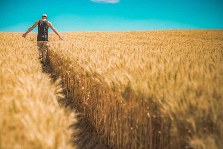 Grano, gli agricoltori incontrano il ministro Lollobrigida: «La sovranità alimentare non sia targa ministeriale»