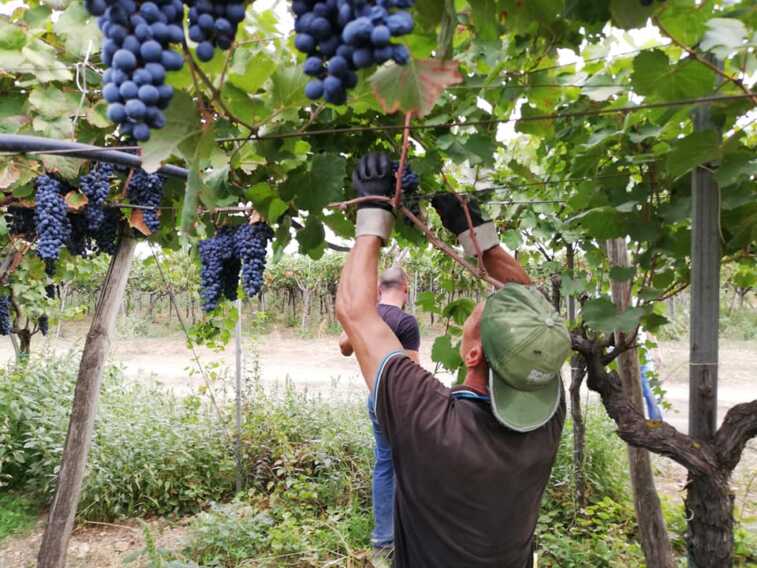 Previsto un calo fino al 30% della produzione di uva in Puglia e Basilicata