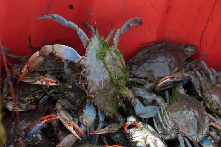Parte per gli Stati Uniti il granchio blu pescato in Emilia-Romagna