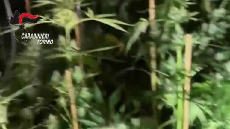 Galleria foto 'Coltivavano marijuana, denunciata una famiglia nel Torinese' - foto 1