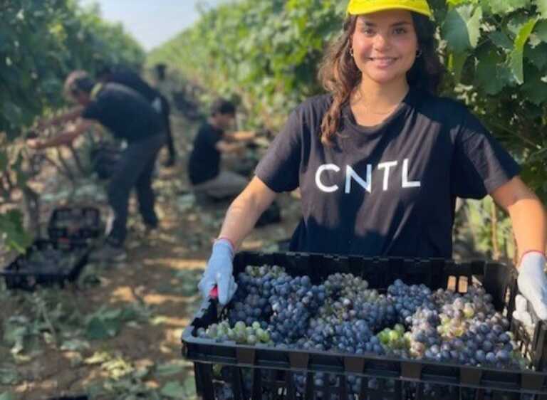 Via alla vendemmia in Puglia, raccolti i primi grappoli di Negroamaro: «Cala la produzione ma qualità al top»