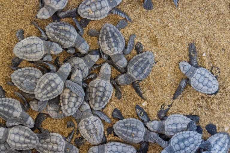 Ben 21 nidi di Caretta caretta individuati tra Riva di Ugento e le marine di Salve: a breve le schiuse