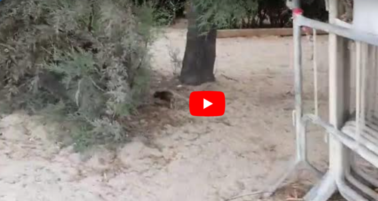 Galleria foto 'Scappa tra la sabbia e gli alberi di Pane e Pomodoro. Il video di un topo in spiaggia' - foto 1