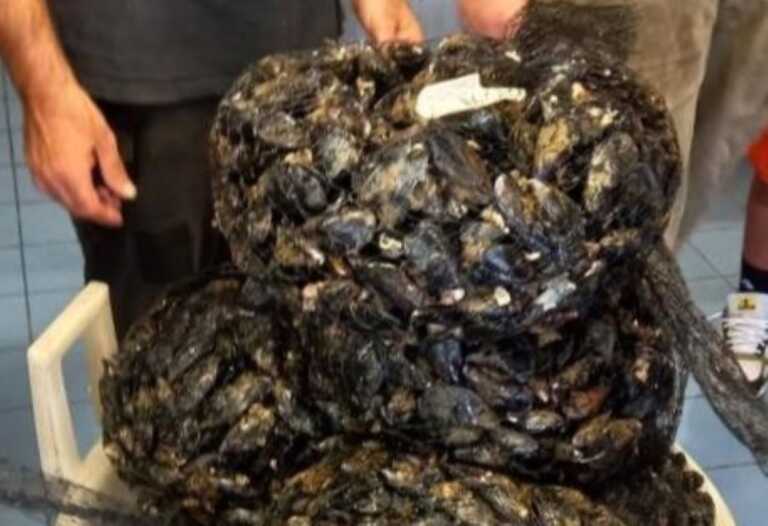 Sequestrati 100 kg di molluschi potenzialmente pericolosi nel Leccese: i consigli della Asl per evitare rischi