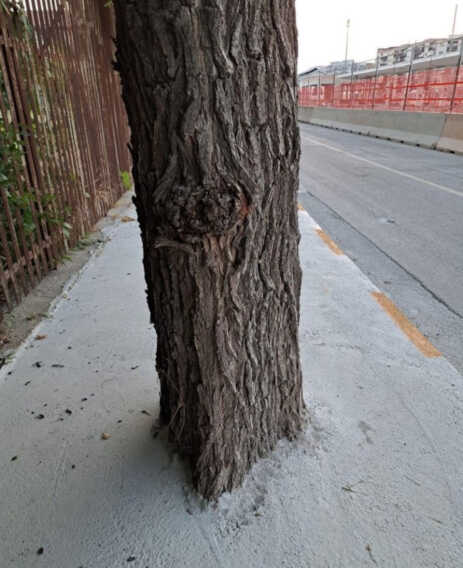Galleria foto 'Barletta, alberi “cementati” durante i lavori in via Vittorio Veneto. Il sindaco: «L’azienda ripristini»' - foto 1