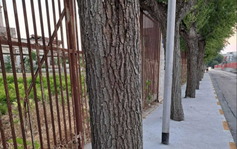 Barletta, alberi “cementati” durante i lavori in via Vittorio Veneto. Il sindaco: «L’azienda ripristini»