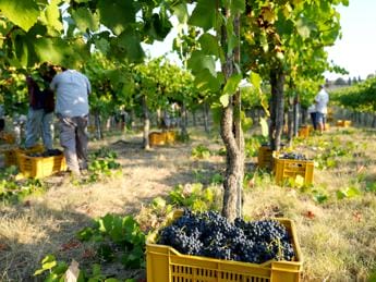 Galleria foto 'Brescia, malore durante vendemmia: bracciante muore a 37 anni' - foto 1