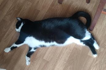 Galleria foto 'Caldo Italia, anche cani e gatti nella morsa dell’afa: come difenderli' - foto 1