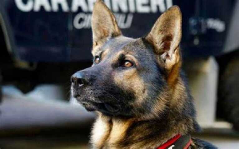 Kiki scova più di 100 grammi di cocaina in casa di un 45enne andriese: arrestato per spaccio