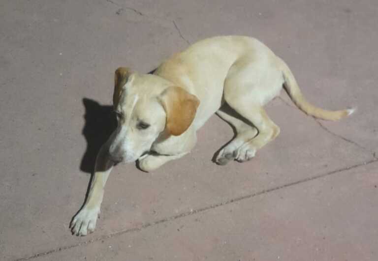 Carapelle, quattro bambini salvano un cane in difficoltà: era privo di sensi e malconcio. Ora è stato adottato