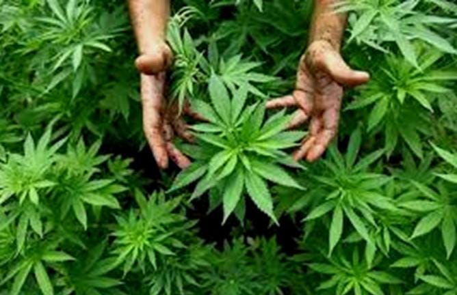 Galleria foto 'Foggia, cannabis terapeutica: niente farmaco per i pazienti cronici' - foto 1