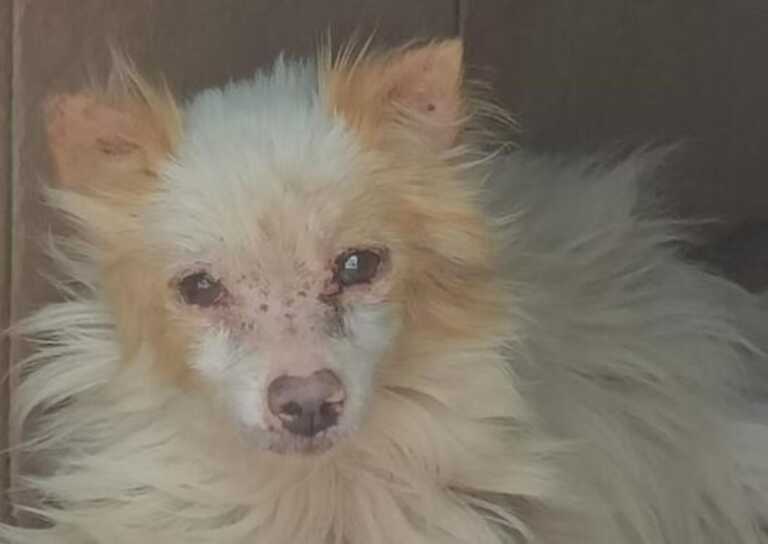 Cocò, portato via da Molfetta e abbandonato in Calabria, ora ha una casa e chi lo cura a Soverato