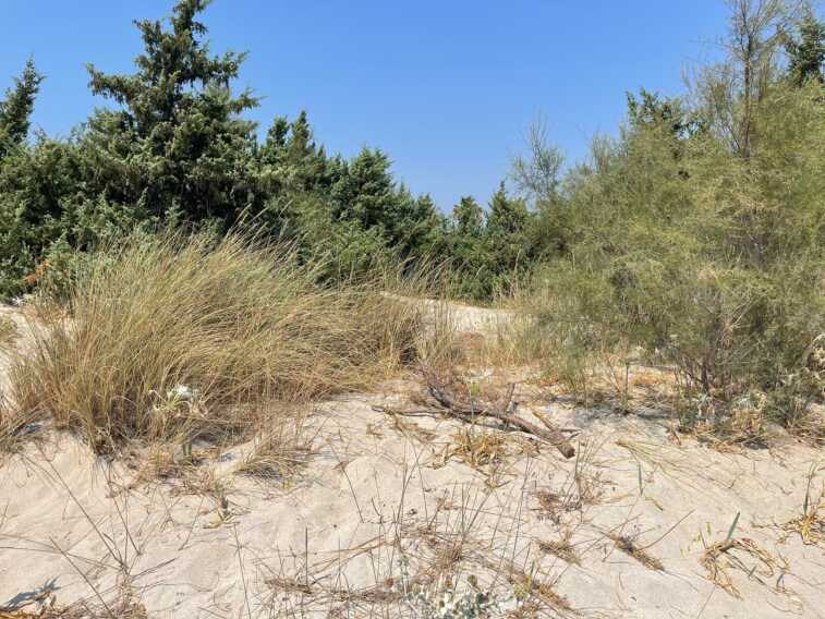 «Nessuno tocchi le dune»: Wwf e Città sostenibili contro l’apertura alla gestione privata