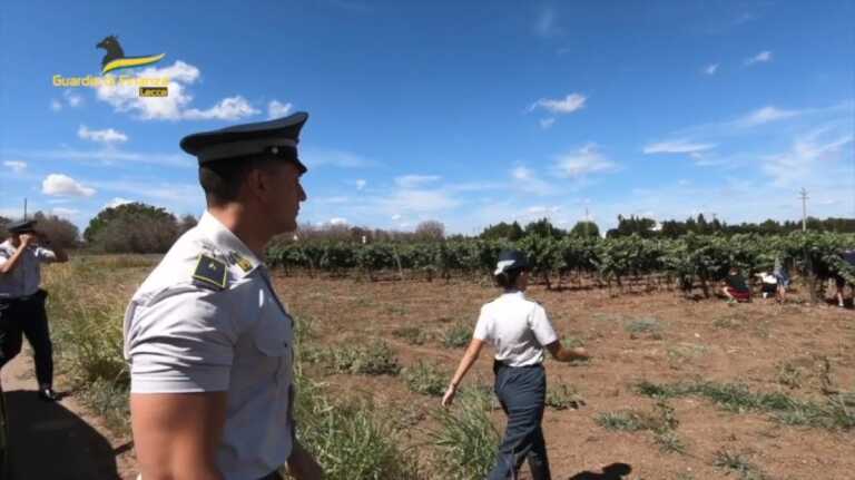 Assunti per percepire contributi economici: 900 falsi braccianti in Salento. Sequestro da 1 mln – VIDEO