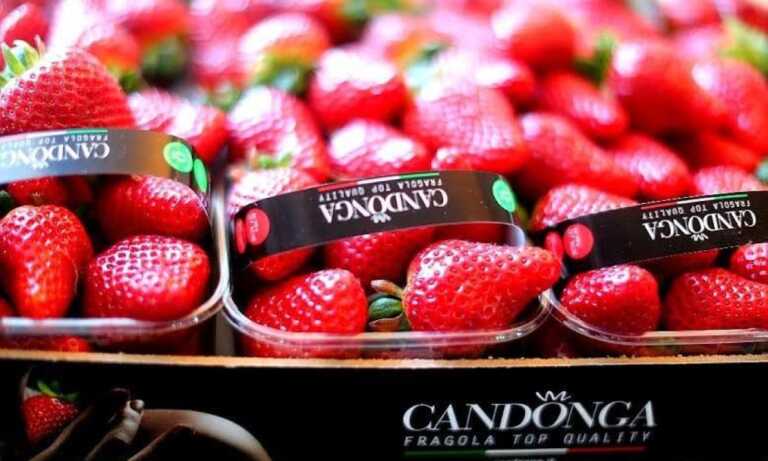 La più buona di tutta Italia. La fragola lucana verso il riconoscimento IGP