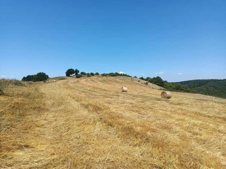 «Sui Monti Dauni distrutti 10 ettari di habitat naturale protetto»: la denuncia del Wwf di Foggia