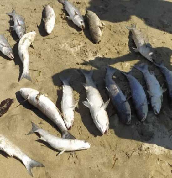 Pesci spiaggiati lungo la litoranea di levante a Barletta, l’allarme: «Potrebbe contenere veleni» – FOTO