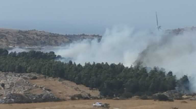 Minervino Murge, incendio nella pineta “Intacca”: le fiamme distruggono 50 ettari, a rischio altri 400 – VIDEO