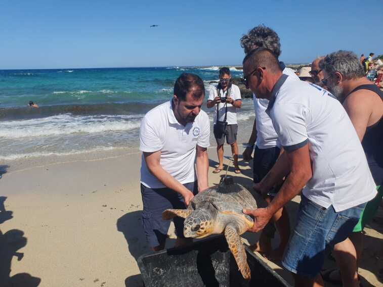 Galleria foto 'Porto Cesareo, torna in libertà “Agostina la tecnologica”: dopo le cure è dotata di un gps per monitorarla – VIDEO' - foto 1