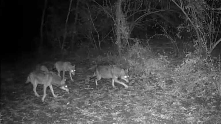 Allarme lupi nel Salento: due cani sbranati nelle campagne tra Alliste e Racale