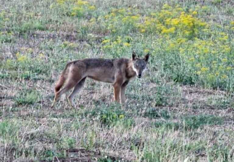 Attaccati da un branco di lupi è «mattanza di animali» nel Foggiano: «In pericolo anche gli agricoltori»