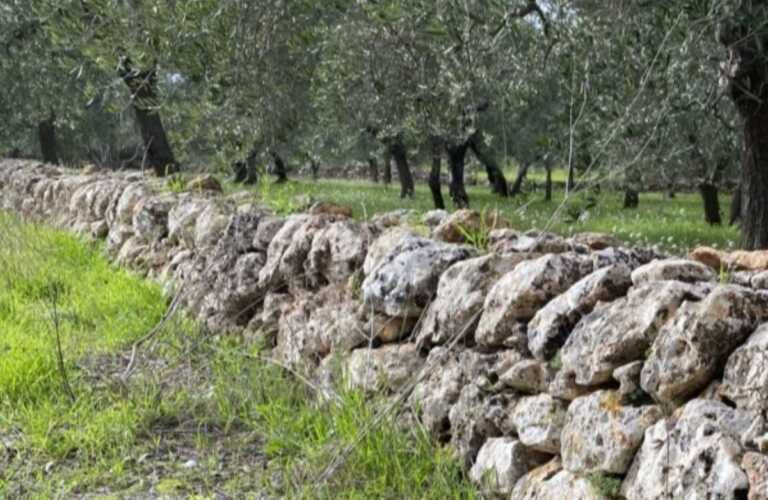 Casarano, una scuola di muretti a secco per ottanta persone fragili: via al progetto “Nel cuore dei mestieri”