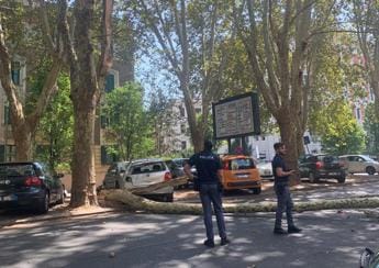Galleria foto 'Roma, grosso ramo cade su circonvallazione Clodia: due auto danneggiate' - foto 1