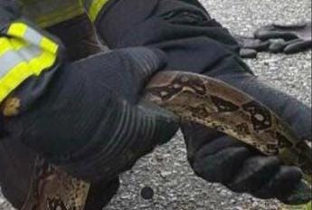 Galleria foto 'Roma, un serpente al San Camillo: paura in ospedale' - foto 1