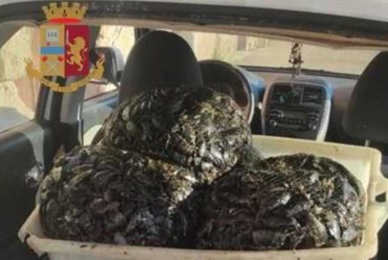 Cozze nere in cattivo stato di conservazione: quasi un quintale sequestrato a Taranto