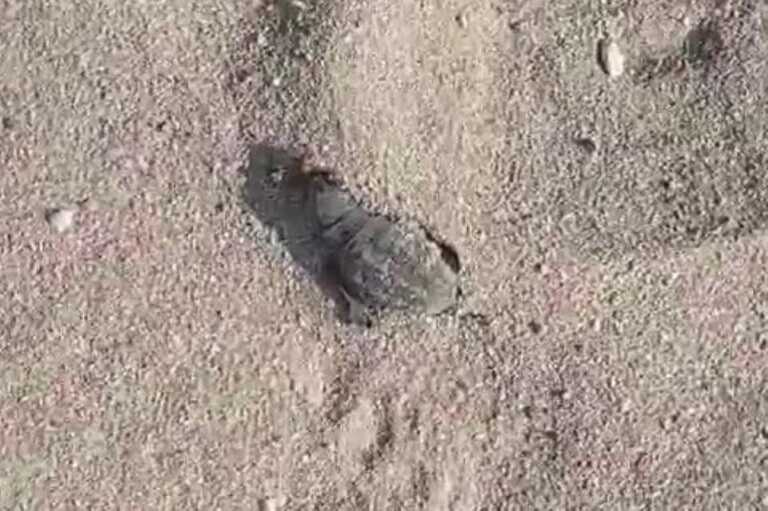 San Pietro in Bevagna, dopo la schiusa si dirigono verso la strada: 16 tartarughine investite e uccise