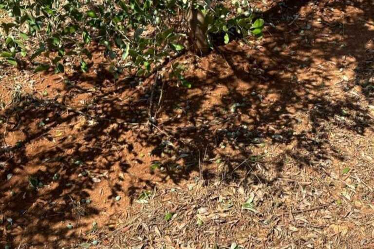 Chicchi di grandine come palle da tennis nel Salento: si contano i danni. Ulivi “spogliati” dei frutti