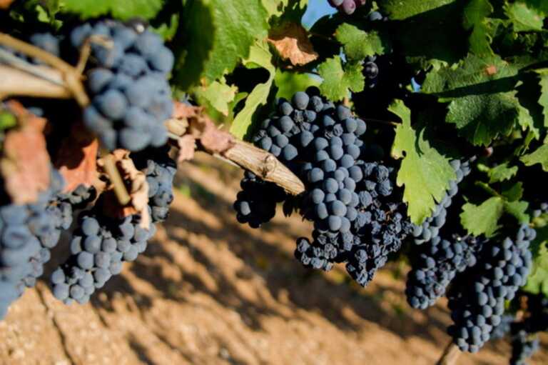 Primitivo di Manduria, più controlli e stop a nuove superfici. Ok dal ministero a regole più stringenti