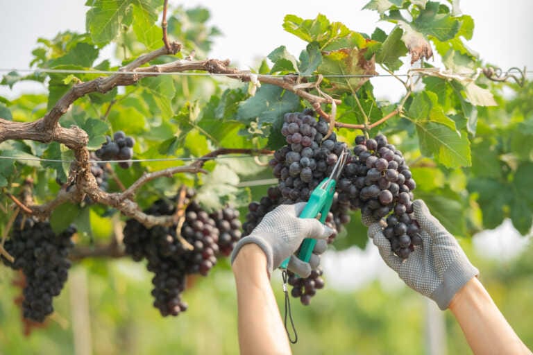 Macfrut 2024, a Rimini l’ortofrutta pugliese: l’uva da tavola leader nella produzione italiana