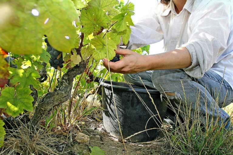 Le anomalie climatiche anticipano la vendemmia in Puglia: già partita la raccolta dell’uva