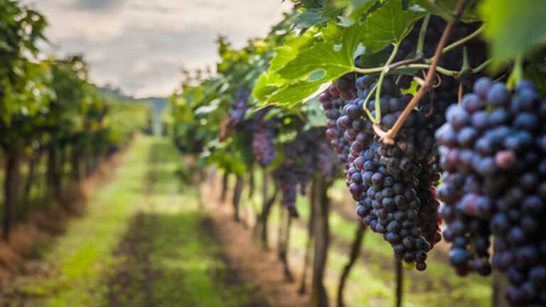 Vendemmia, parla l’enologo: «Le piante pugliesi sono sotto attacco, ma la qualità resta alta»