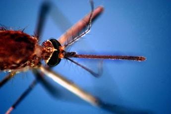 Galleria foto 'West Nile, test confermano virus su paziente di Palermo' - foto 1