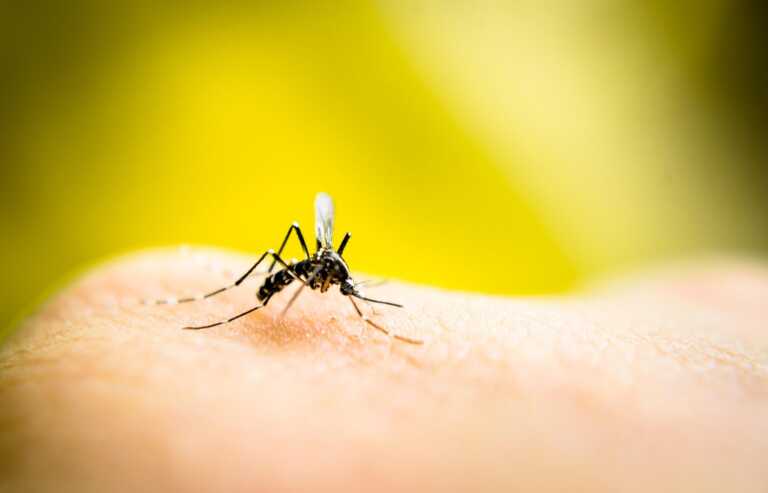 Dopo 50 anni trovata in Puglia la zanzara della malaria: «No allarmismi, ma non abbassiamo la guardia»