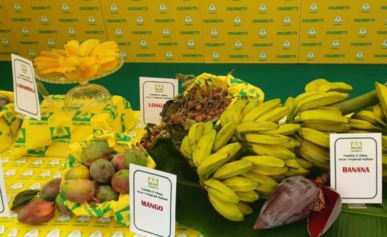 La raccolta del mango apre la stagione dei tropicali in Puglia. Coltivazioni triplicate dai cambiamenti del clima