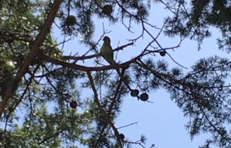 Non solo granchio blu, le specie aliene invadono la Puglia: «A rischio coltivazioni e allevamenti»