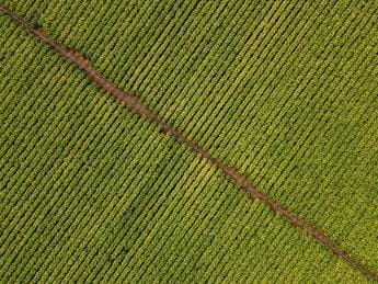 Agricoltura, La Pietra: “Accordo filiera Coldiretti- Philip Morris è esempio virtuoso da esportare”
