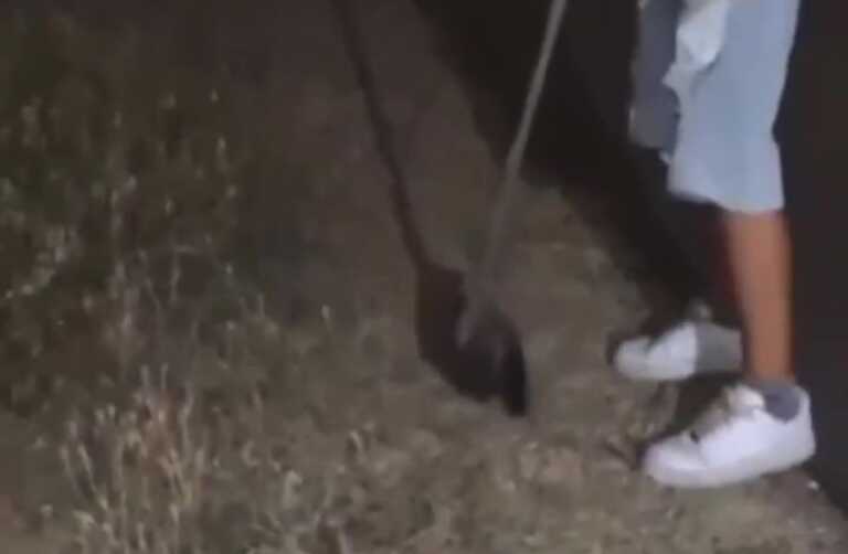 Trovano un’anatra agonizzante e si filmano mentre la uccidono a bastonate: orrore nel Foggiano – VIDEO