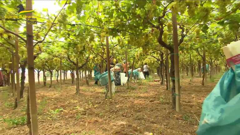 Al lavoro nei campi per 10 ore a 15 euro al giorno: centinaia di braccianti sfruttati in Capitanata – VIDEO
