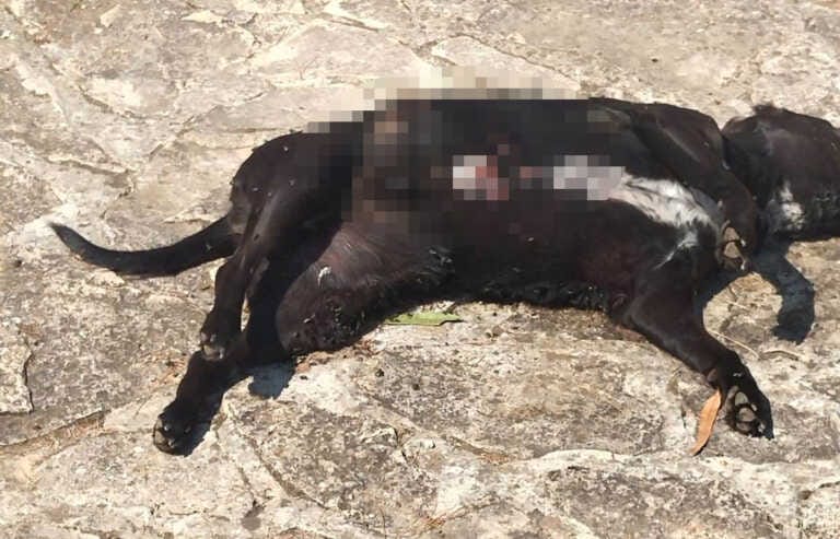 Due cani trovati morti nelle campagne di Andria, la denuncia: «Hanno i segni di un avvelenamento»