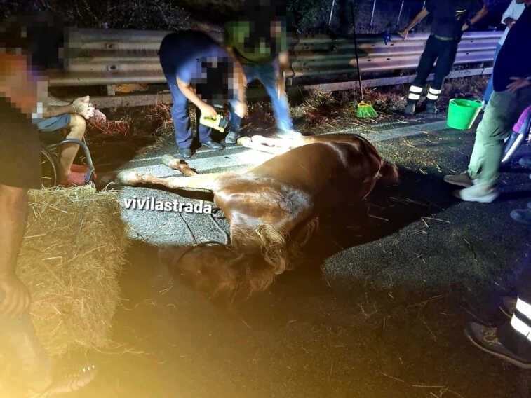 Esplode la gomma di un carrello per il trasporto animali: cavallo trascinato per diversi metri. È grave