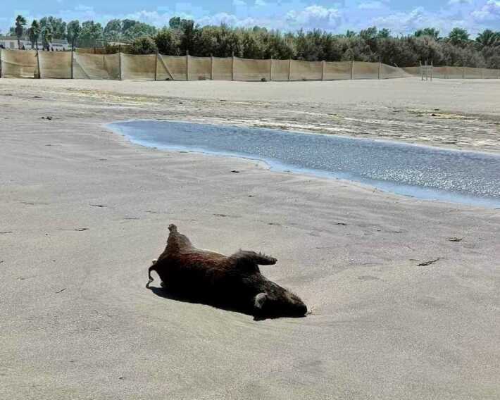 Barletta, cinghiale “spiaggiato” sulla litoranea di Ponente. L’istituto Zooprofilattico indaga sulle cause della morte