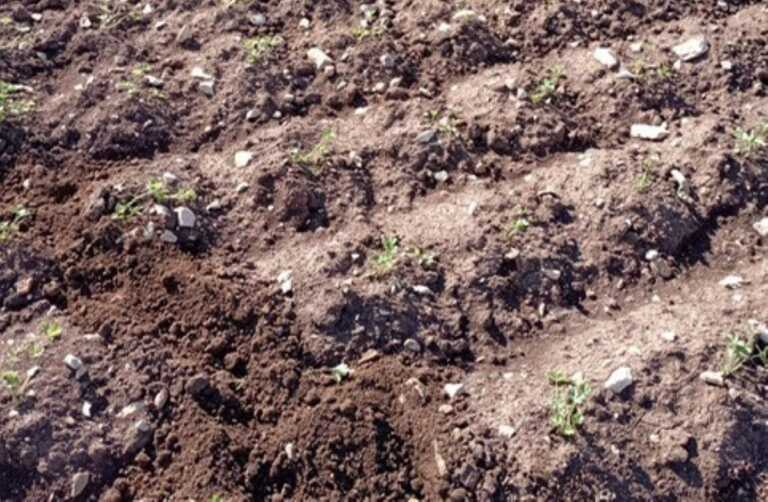 I cinghiali fanno razzia nelle campagne tra Bitonto e Palese: distrutte oltre 10mila piante di bietole e finocchi